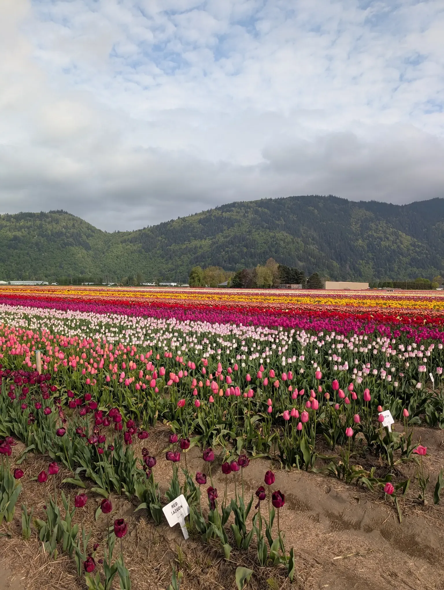 Abbotsford Tulip Festival อันนี้มุมที่ไม่ติดเสาไฟ